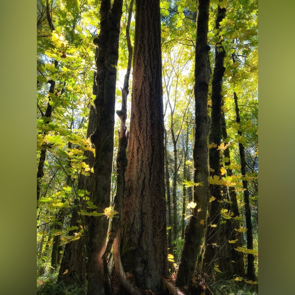 Fall Trees, Forest Photographic Print, 8x10 Nature Photography